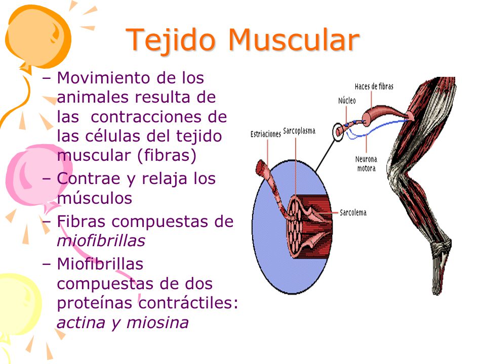 Tejido Muscular Movimiento de los animales resulta de las contracciones de las células del tejido muscular (fibras)
