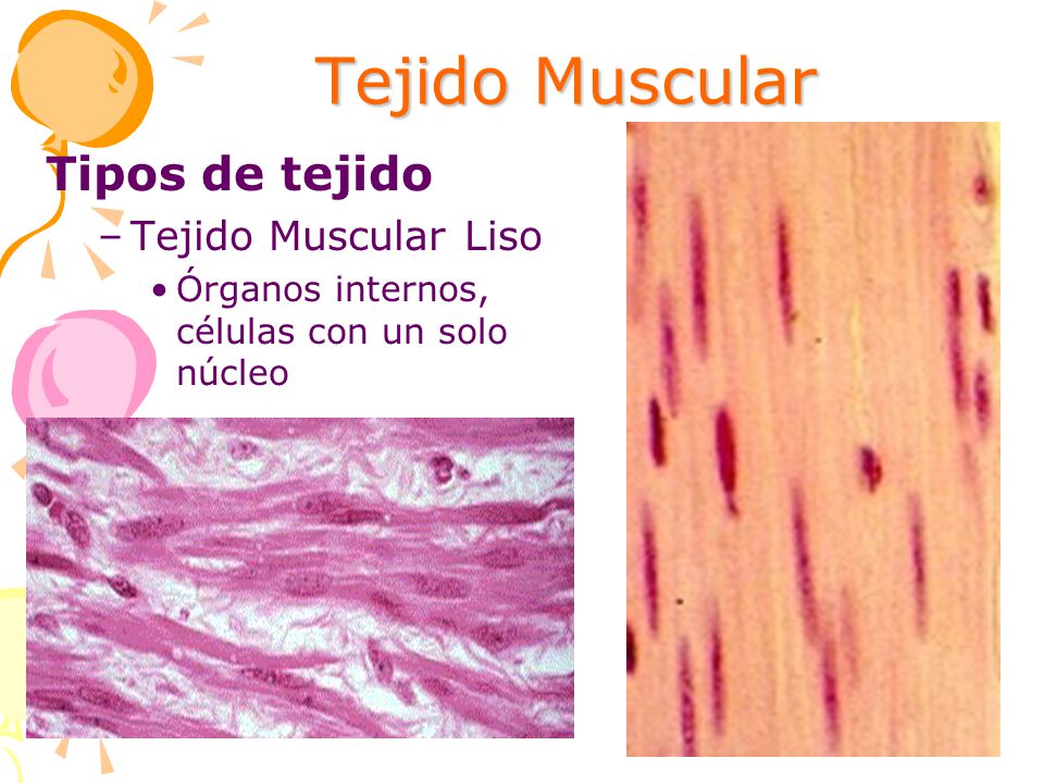 Tejido Muscular Tipos de tejido Tejido Muscular Liso