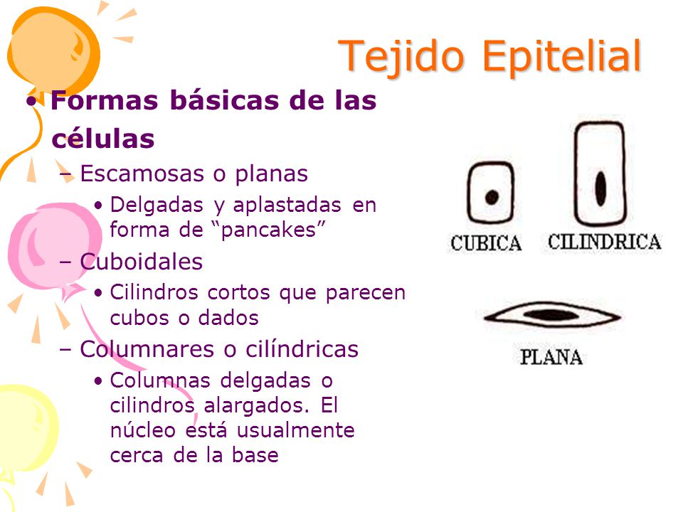 Tejido Epitelial Formas básicas de las células Escamosas o planas