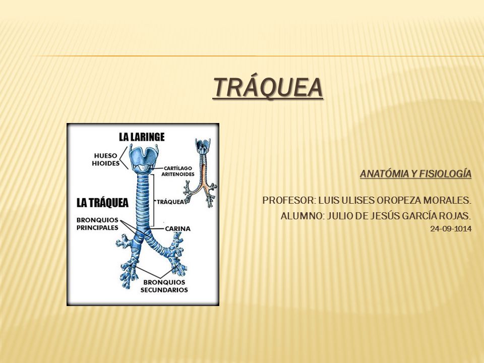 TRÁQUEA ALUMNO: JULIO DE JESÚS GARCÍA ROJAS. ANATÓMIA Y FISIOLOGÍA