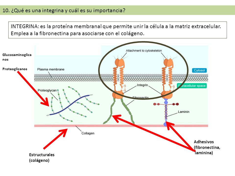 10. ¿Qué es una integrina y cuál es su importancia