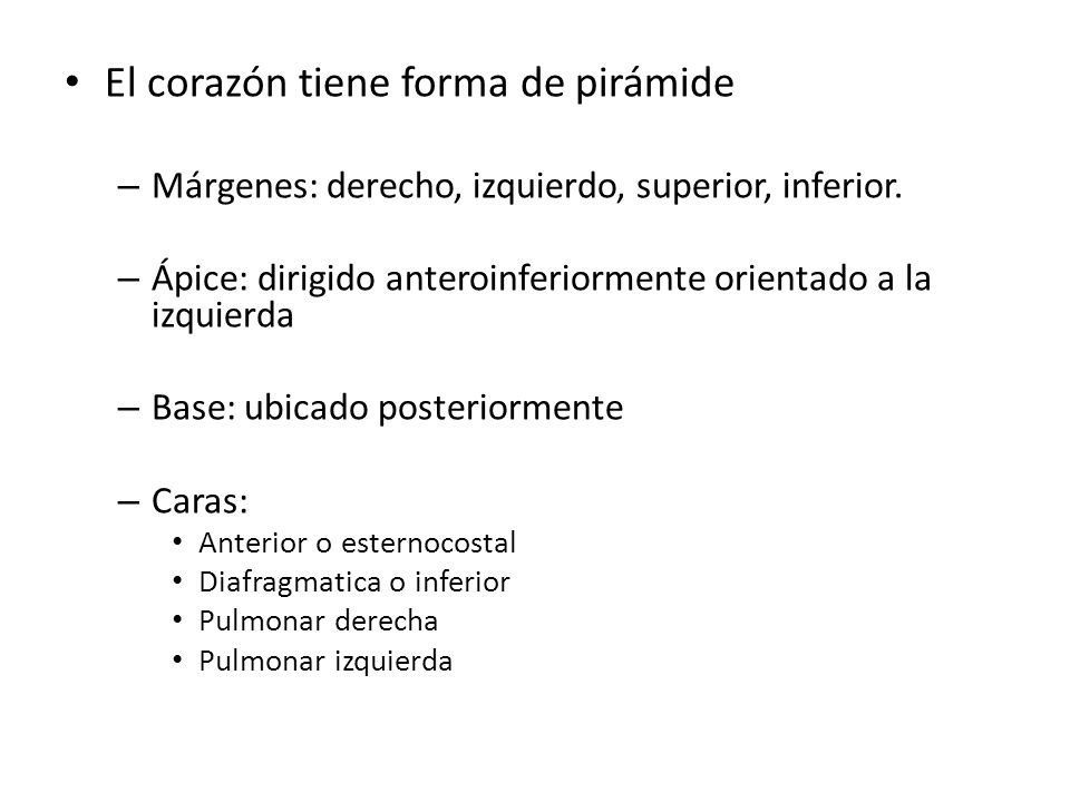 El corazón tiene forma de pirámide
