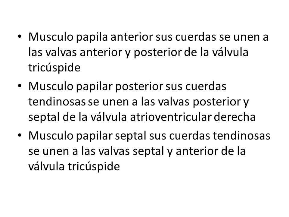 Musculo papila anterior sus cuerdas se unen a las valvas anterior y posterior de la válvula tricúspide