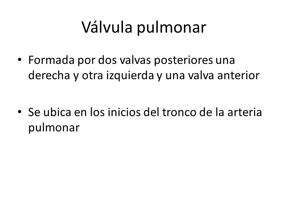 Válvula pulmonar Formada por dos valvas posteriores una derecha y otra izquierda y una valva anterior.