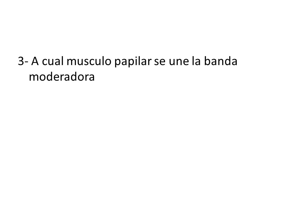 3- A cual musculo papilar se une la banda moderadora