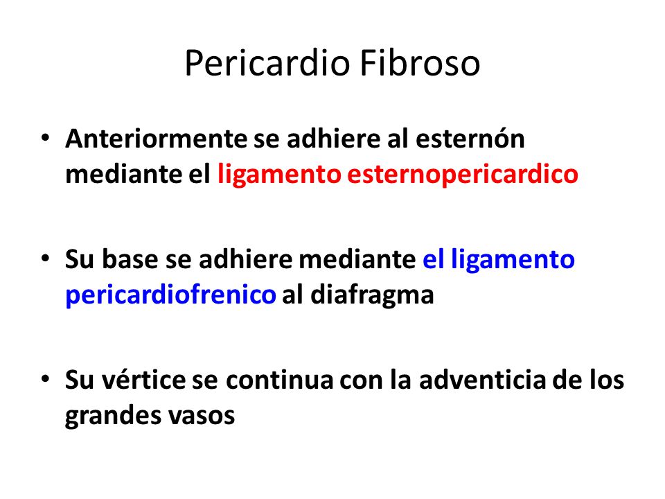 Pericardio Fibroso Anteriormente se adhiere al esternón mediante el ligamento esternopericardico.