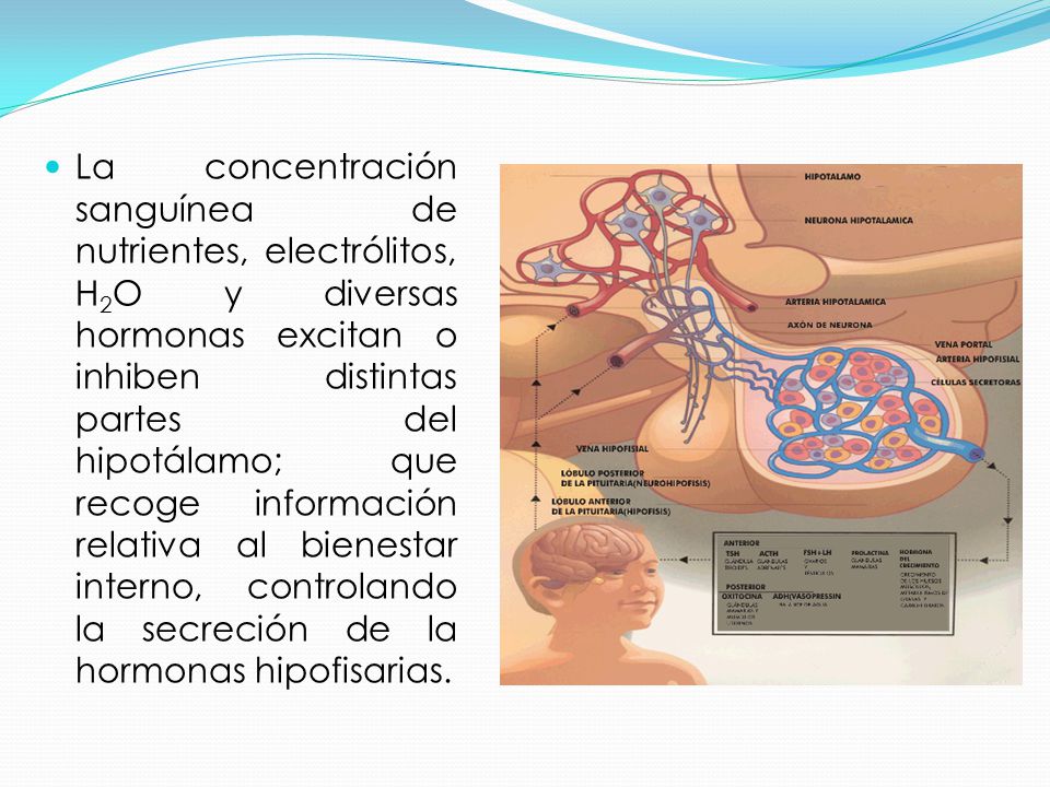 La concentración sanguínea de nutrientes, electrólitos, H2O y diversas hormonas excitan o inhiben distintas partes del hipotálamo; que recoge información relativa al bienestar interno, controlando la secreción de la hormonas hipofisarias.