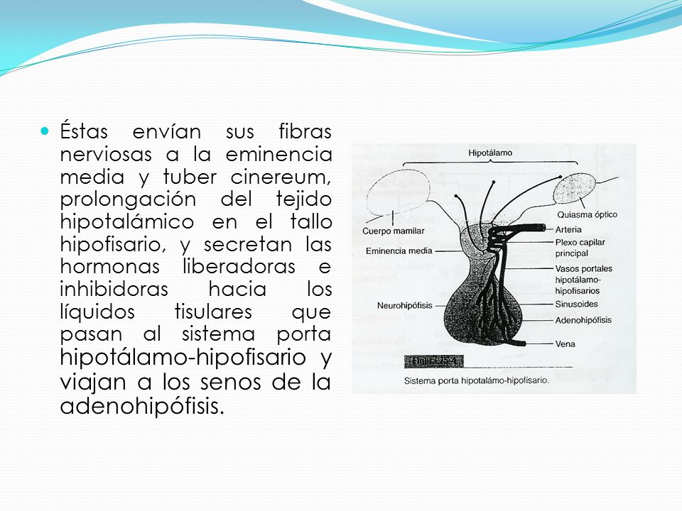 Éstas envían sus fibras nerviosas a la eminencia media y tuber cinereum, prolongación del tejido hipotalámico en el tallo hipofisario, y secretan las hormonas liberadoras e inhibidoras hacia los líquidos tisulares que pasan al sistema porta hipotálamo-hipofisario y viajan a los senos de la adenohipófisis.