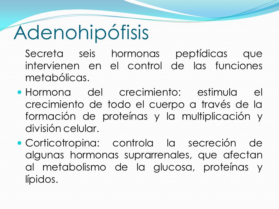 Adenohipófisis Secreta seis hormonas peptídicas que intervienen en el control de las funciones metabólicas.