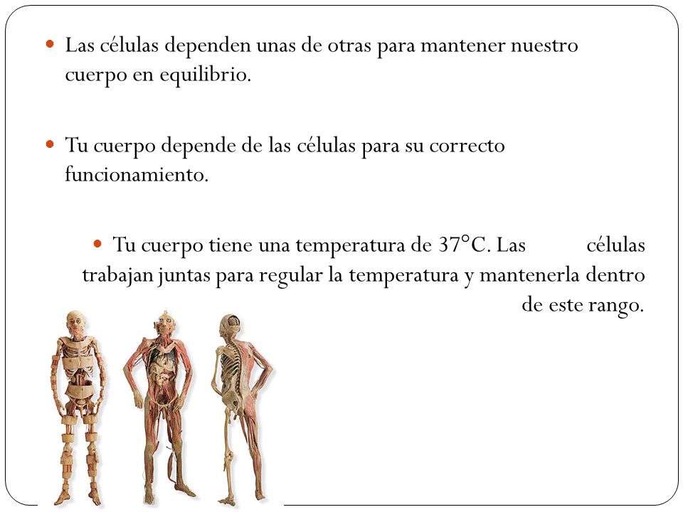 Las células dependen unas de otras para mantener nuestro cuerpo en equilibrio.