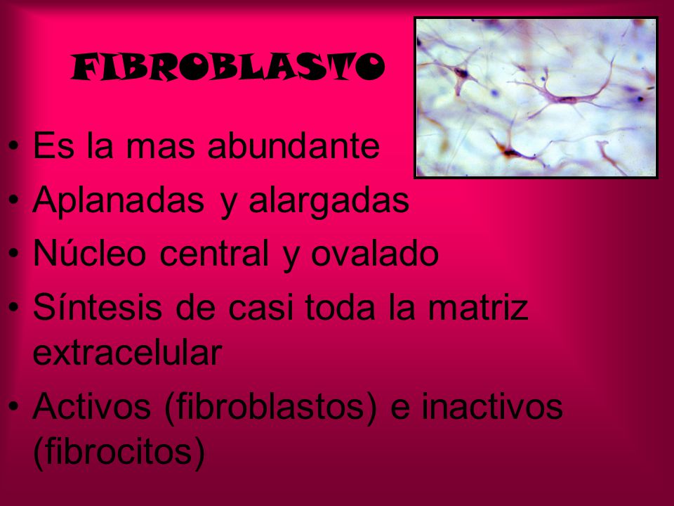FIBROBLASTO Es la mas abundante. Aplanadas y alargadas. Núcleo central y ovalado. Síntesis de casi toda la matriz extracelular.