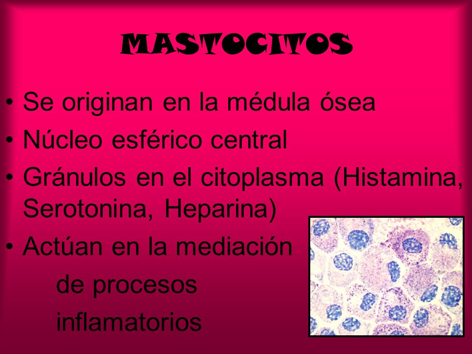 MASTOCITOS Se originan en la médula ósea Núcleo esférico central