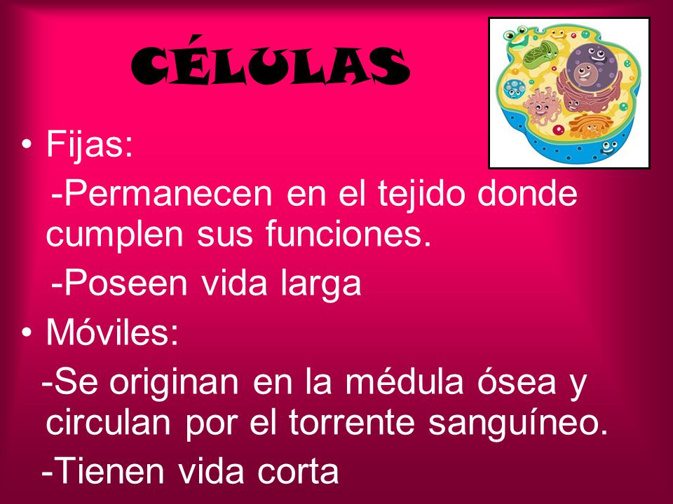 CÉLULAS Fijas: -Permanecen en el tejido donde cumplen sus funciones.