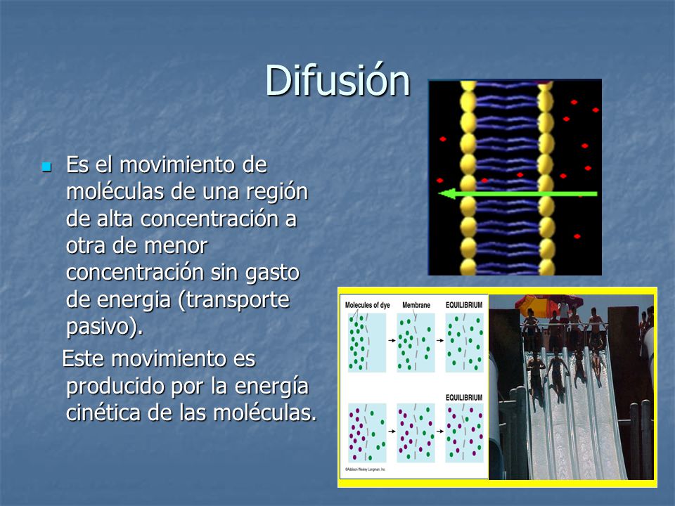 Difusión Es el movimiento de moléculas de una región de alta concentración a otra de menor concentración sin gasto de energia (transporte pasivo).