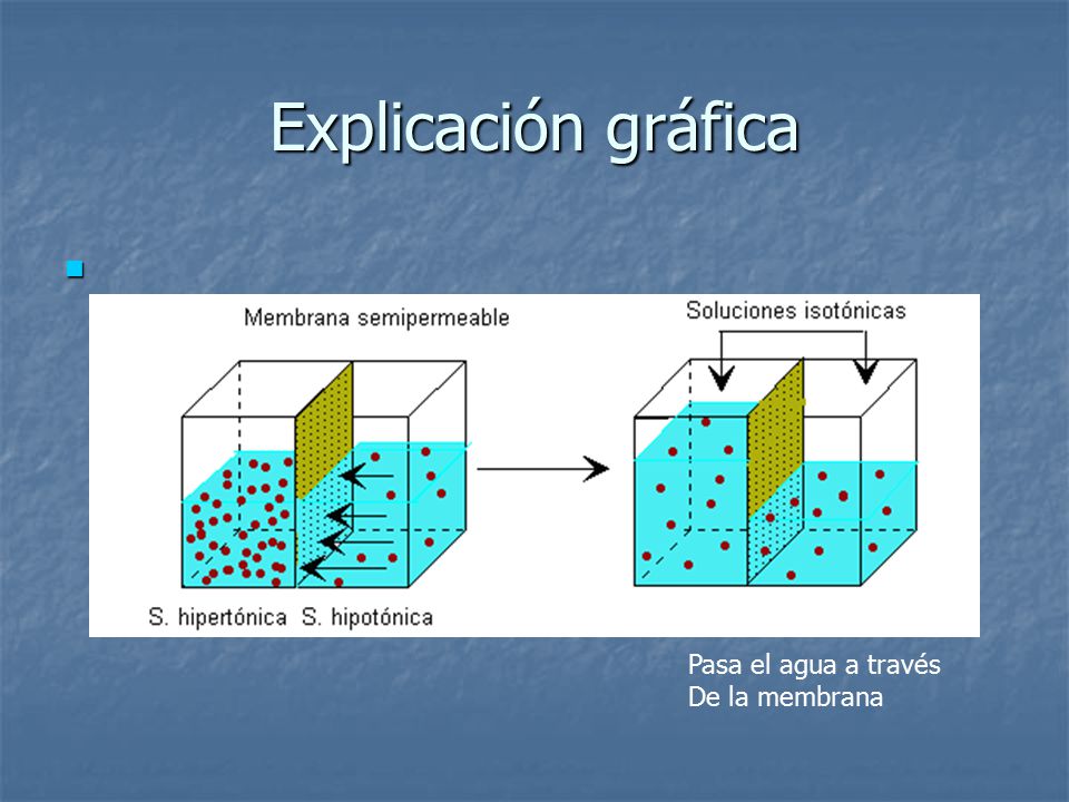 Explicación gráfica Pasa el agua a través De la membrana