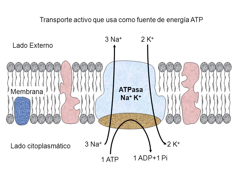 Transporte activo que usa como fuente de energía ATP