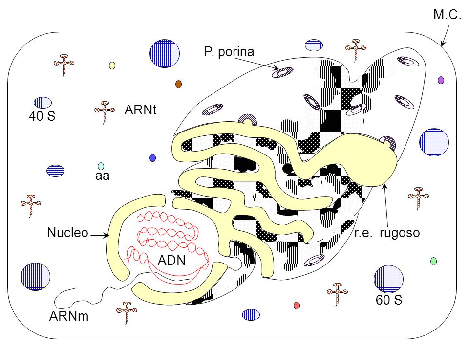 M.C. P. porina ARNt 40 S aa Nucleo r.e. rugoso ADN 60 S ARNm