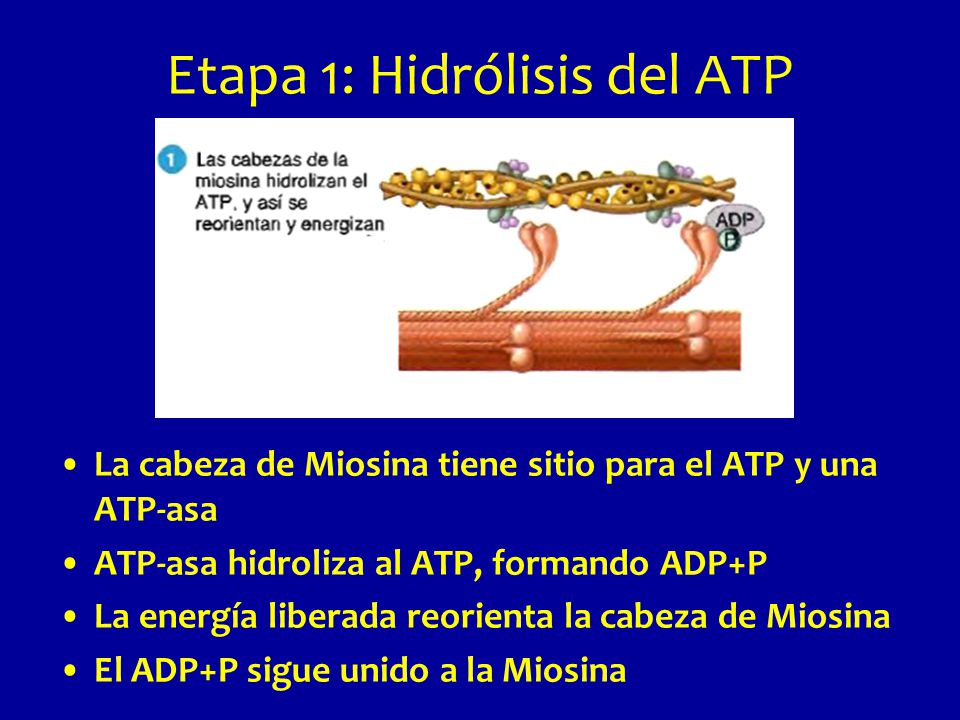 Etapa 1: Hidrólisis del ATP