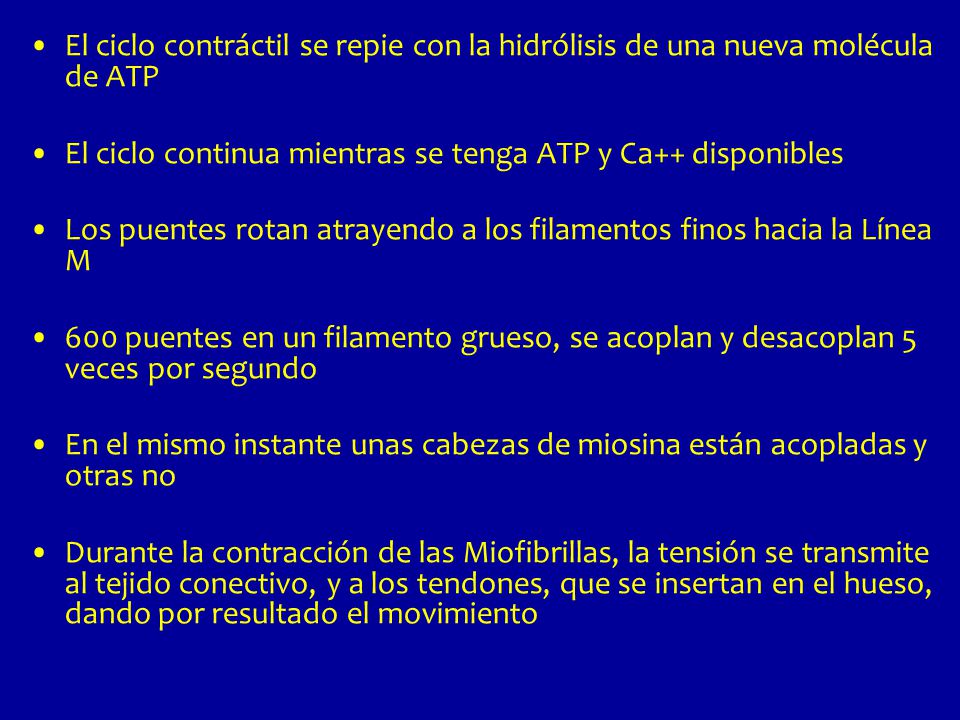 El ciclo contráctil se repie con la hidrólisis de una nueva molécula de ATP