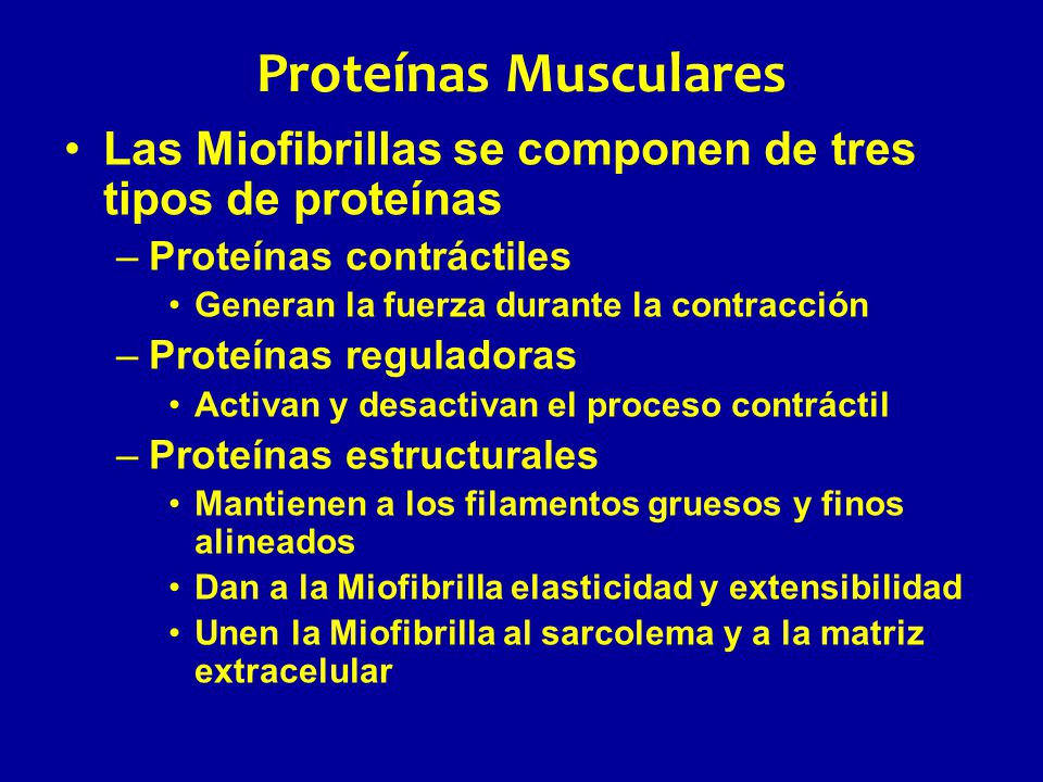 Proteínas Musculares Las Miofibrillas se componen de tres tipos de proteínas. Proteínas contráctiles.