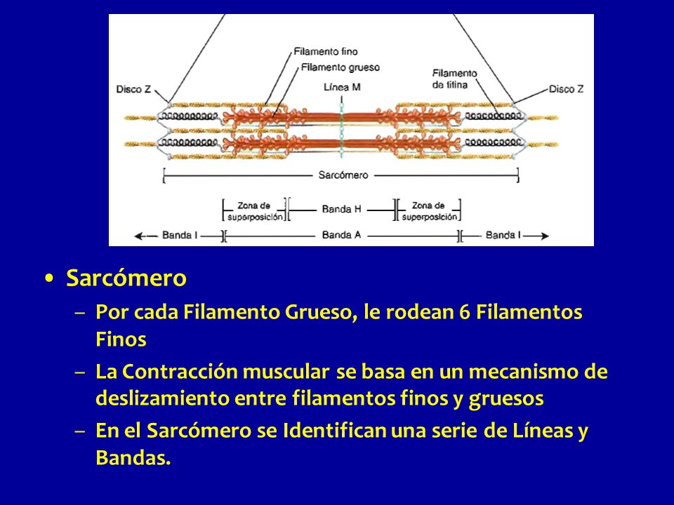 Sarcómero Por cada Filamento Grueso, le rodean 6 Filamentos Finos