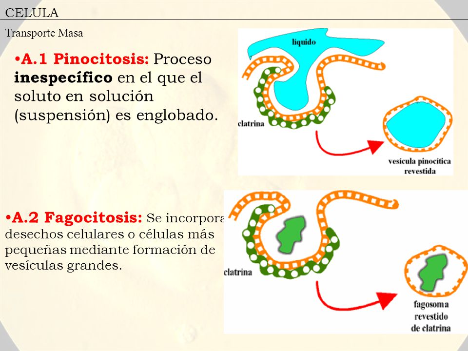 CELULA Transporte Masa. A.1 Pinocitosis: Proceso inespecífico en el que el soluto en solución (suspensión) es englobado.