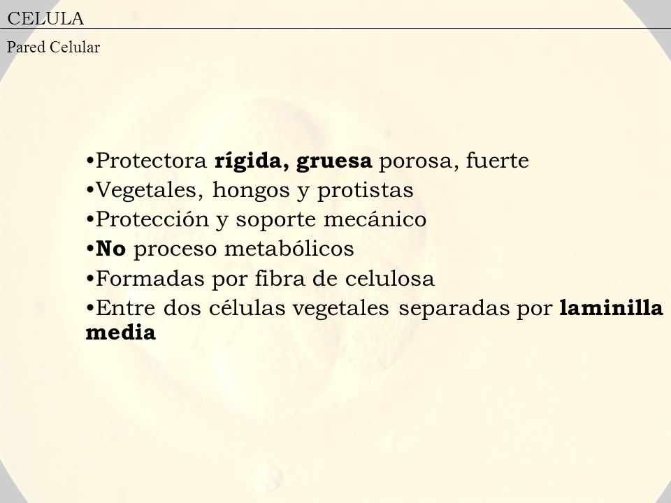 Protectora rígida, gruesa porosa, fuerte Vegetales, hongos y protistas
