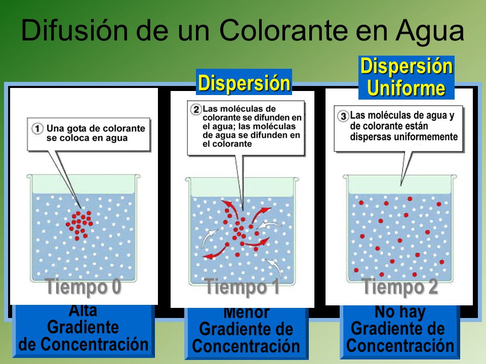 Difusión de un Colorante en Agua