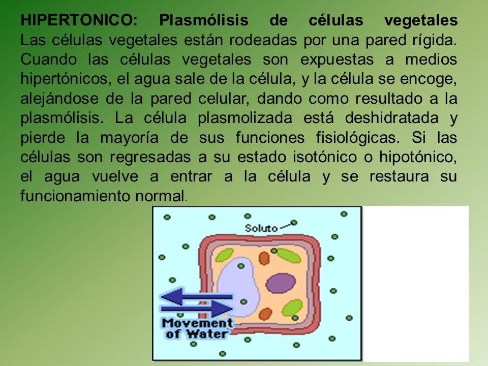 HIPERTONICO: Plasmólisis de células vegetales Las células vegetales están rodeadas por una pared rígida.