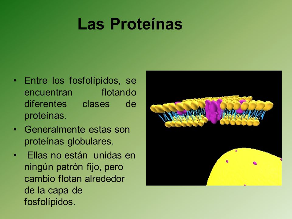 Las Proteínas Entre los fosfolípidos, se encuentran flotando diferentes clases de proteínas. Generalmente estas son proteínas globulares.
