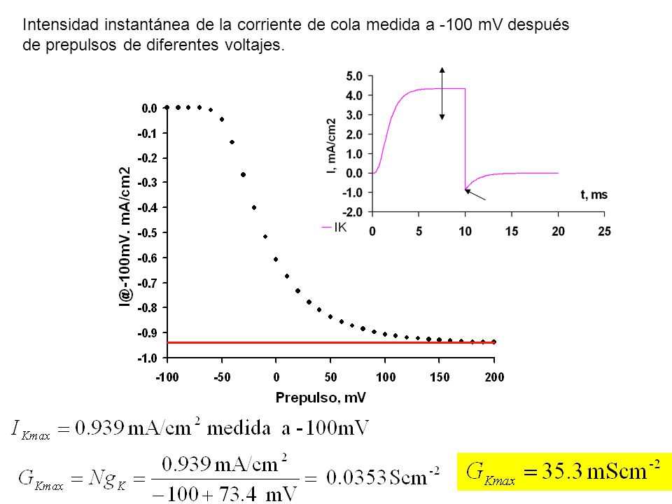 Intensidad instantánea de la corriente de cola medida a -100 mV después de prepulsos de diferentes voltajes.