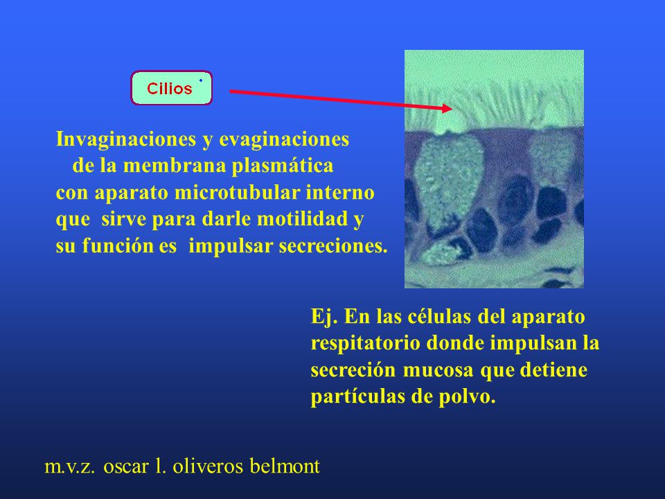 m.v.z. oscar l. oliveros belmont