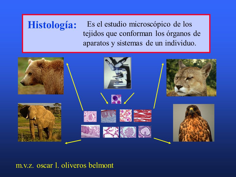 Histología: Es el estudio microscópico de los tejidos que conforman los órganos de aparatos y sistemas de un individuo.