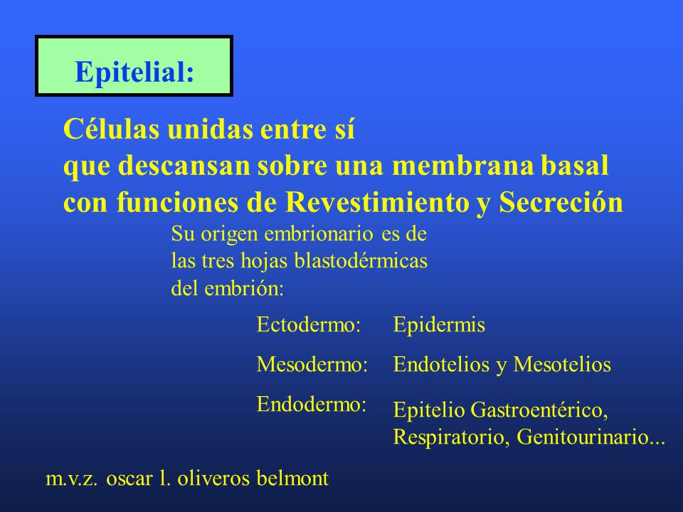 Células unidas entre sí que descansan sobre una membrana basal