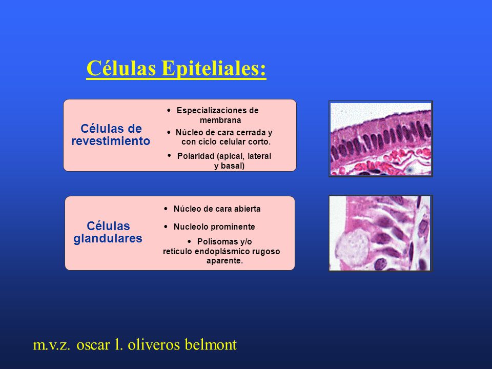 Células Epiteliales: m.v.z. oscar l. oliveros belmont • Células de •