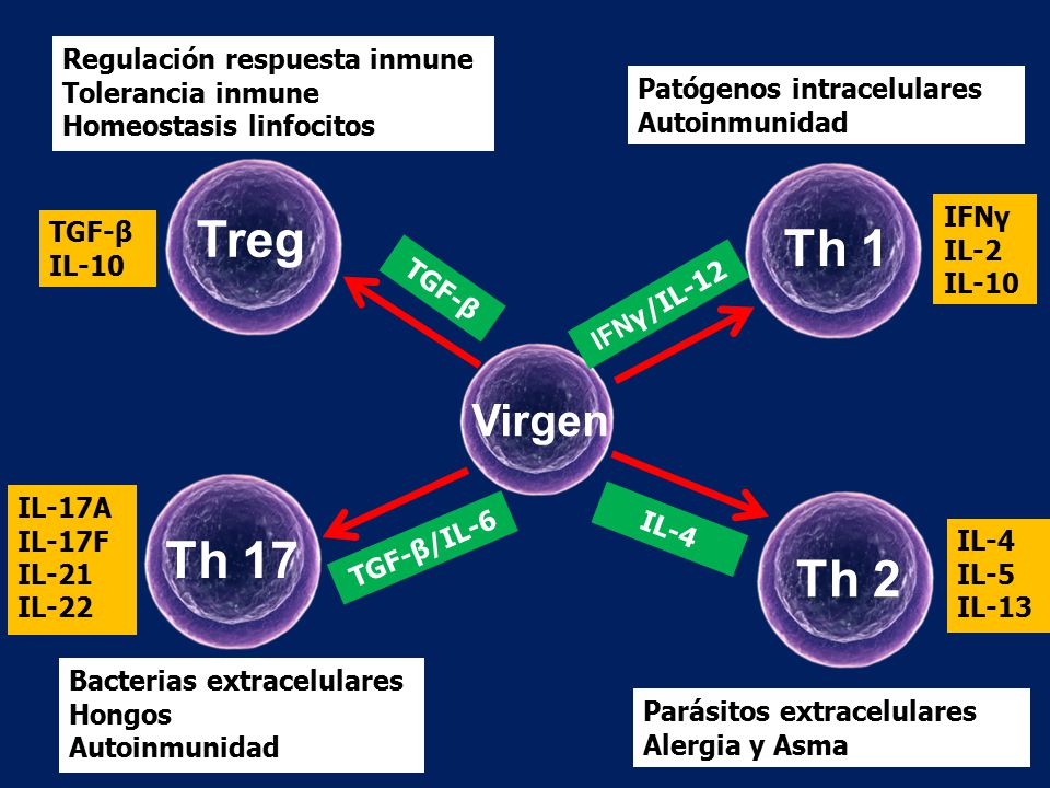 Treg Th 1 Th 17 Th 2 Virgen Regulación respuesta inmune