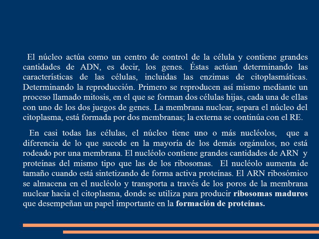 El núcleo actúa como un centro de control de la célula y contiene grandes cantidades de ADN, es decir, los genes. Éstas actúan determinando las características de las células, incluidas las enzimas de citoplasmáticas. Determinando la reproducción. Primero se reproducen así mismo mediante un proceso llamado mitosis, en el que se forman dos células hijas, cada una de ellas con uno de los dos juegos de genes. La membrana nuclear, separa el núcleo del citoplasma, está formada por dos membranas; la externa se continúa con el RE.