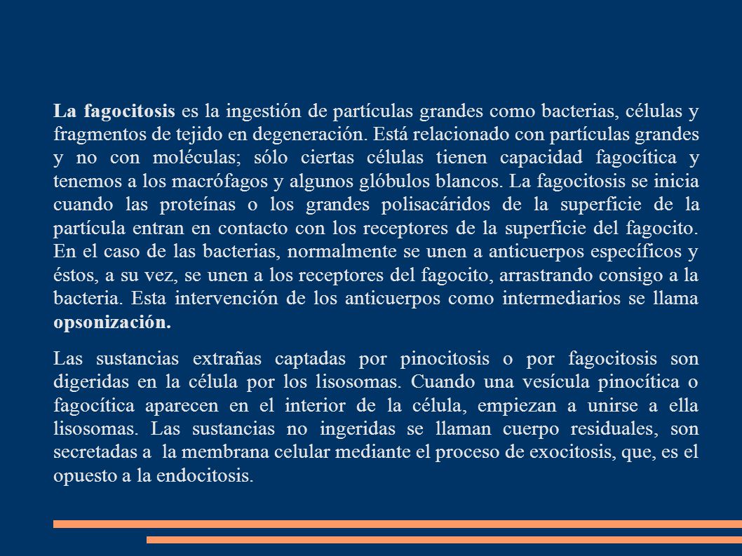 La fagocitosis es la ingestión de partículas grandes como bacterias, células y fragmentos de tejido en degeneración. Está relacionado con partículas grandes y no con moléculas; sólo ciertas células tienen capacidad fagocítica y tenemos a los macrófagos y algunos glóbulos blancos. La fagocitosis se inicia cuando las proteínas o los grandes polisacáridos de la superficie de la partícula entran en contacto con los receptores de la superficie del fagocito. En el caso de las bacterias, normalmente se unen a anticuerpos específicos y éstos, a su vez, se unen a los receptores del fagocito, arrastrando consigo a la bacteria. Esta intervención de los anticuerpos como intermediarios se llama opsonización.