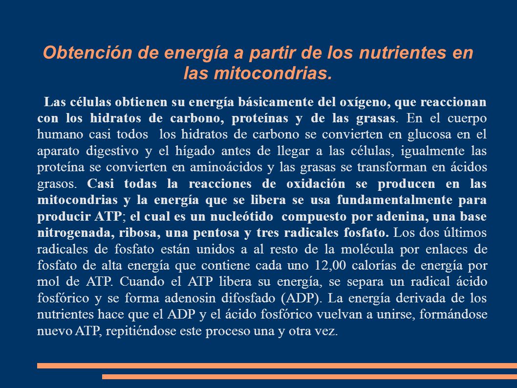 Obtención de energía a partir de los nutrientes en las mitocondrias.