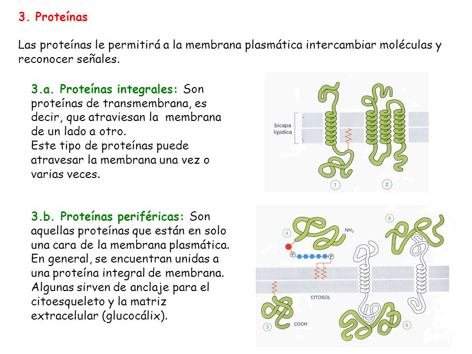 3. Proteínas Las proteínas le permitirá a la membrana plasmática intercambiar moléculas y reconocer señales.