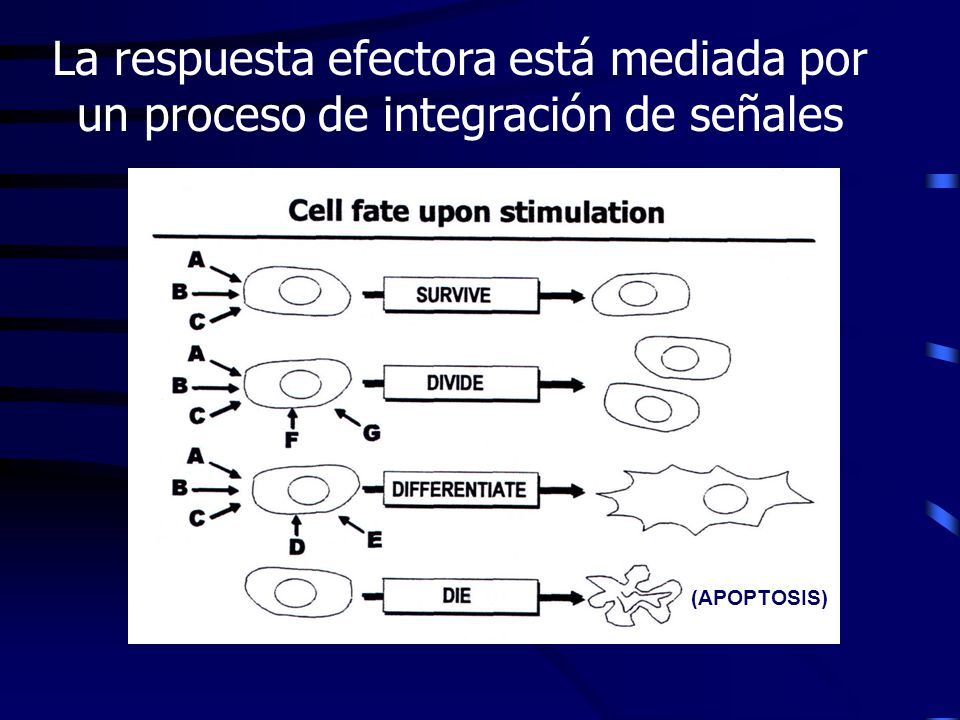 La respuesta efectora está mediada por un proceso de integración de señales