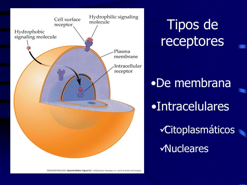 Tipos de receptores De membrana Intracelulares Citoplasmáticos