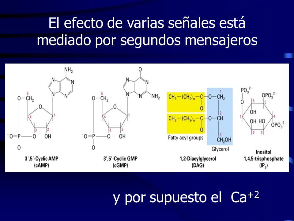 El efecto de varias señales está mediado por segundos mensajeros