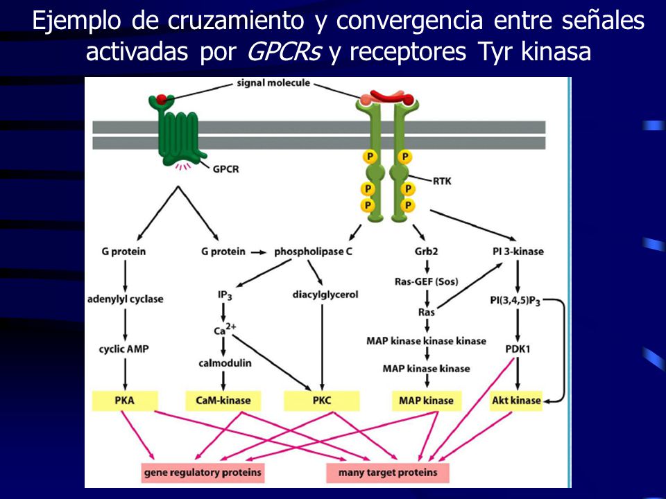 Ejemplo de cruzamiento y convergencia entre señales activadas por GPCRs y receptores Tyr kinasa