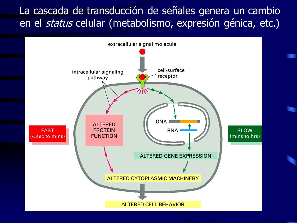 La cascada de transducción de señales genera un cambio en el status celular (metabolismo, expresión génica, etc.)