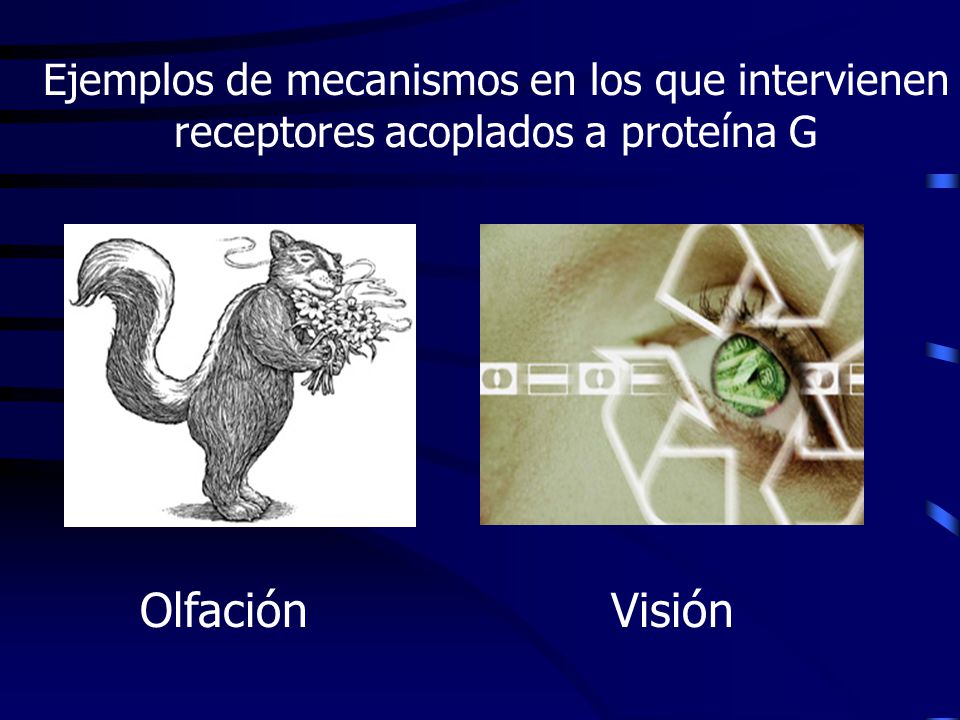Ejemplos de mecanismos en los que intervienen receptores acoplados a proteína G