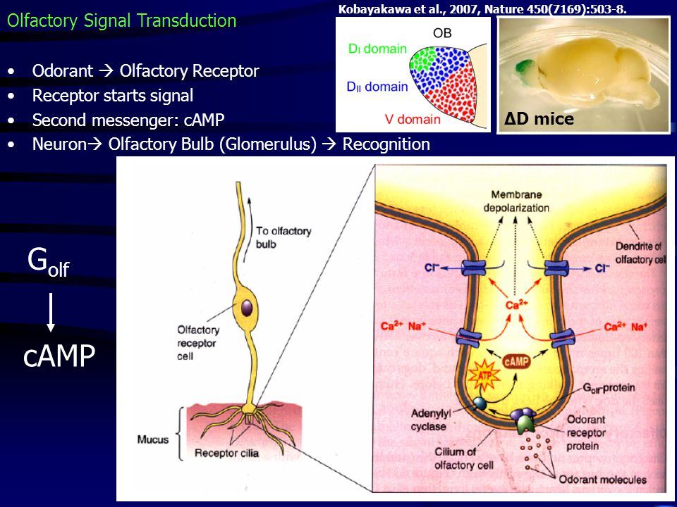 Golf cAMP Olfactory Signal Transduction Odorant  Olfactory Receptor