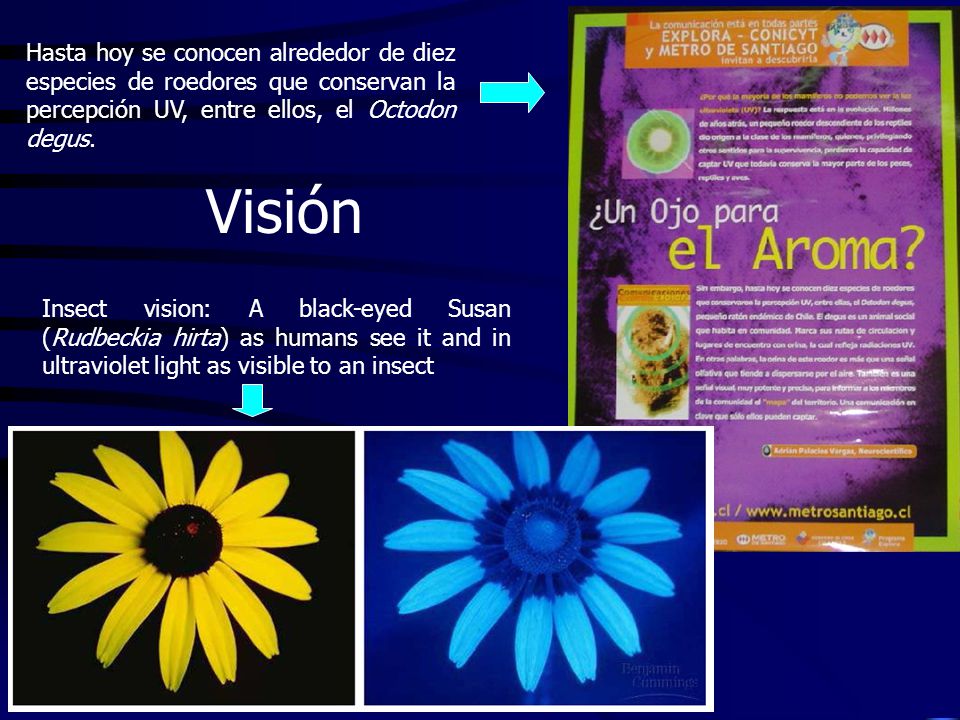 Hasta hoy se conocen alrededor de diez especies de roedores que conservan la percepción UV, entre ellos, el Octodon degus.