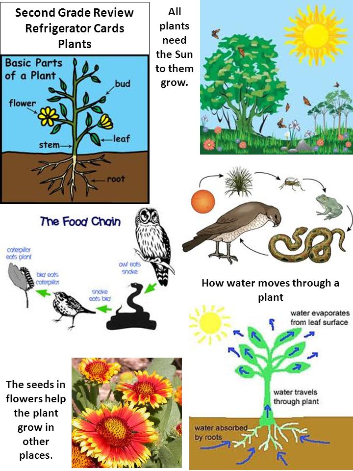 All plants need the Sun to them grow. How water moves through a plant