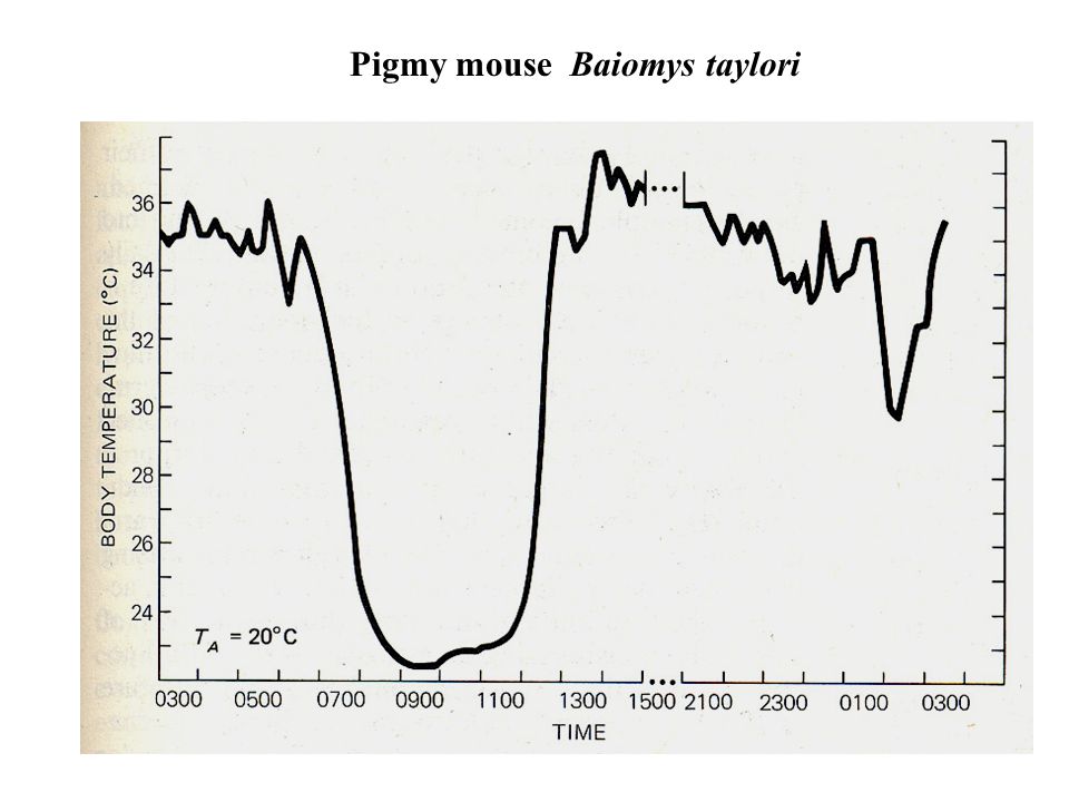 Pigmy mouse Baiomys taylori
